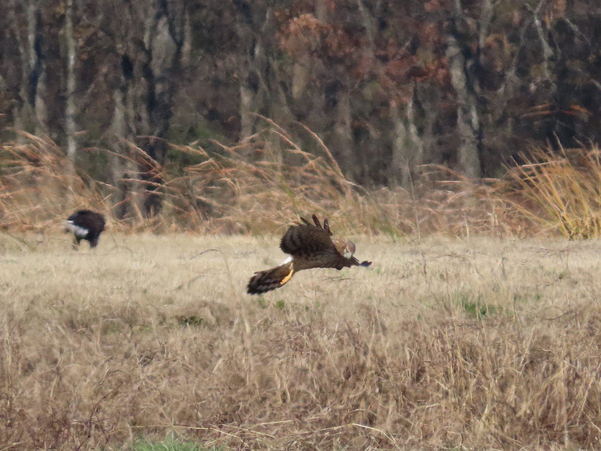 Northern Harrier - ML647023143