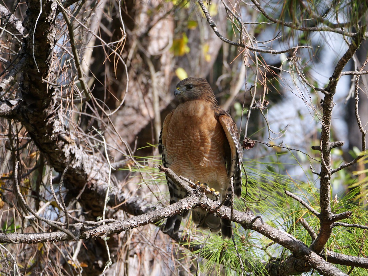 Rotschulterbussard - ML647023144