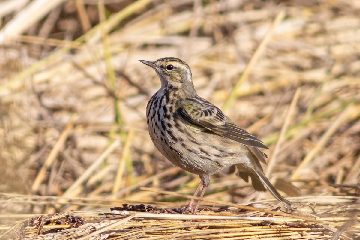 Rosy Pipit - ML647023145