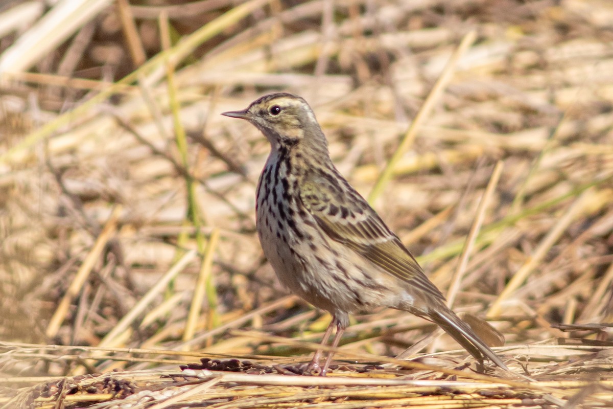 Rosy Pipit - ML647023146