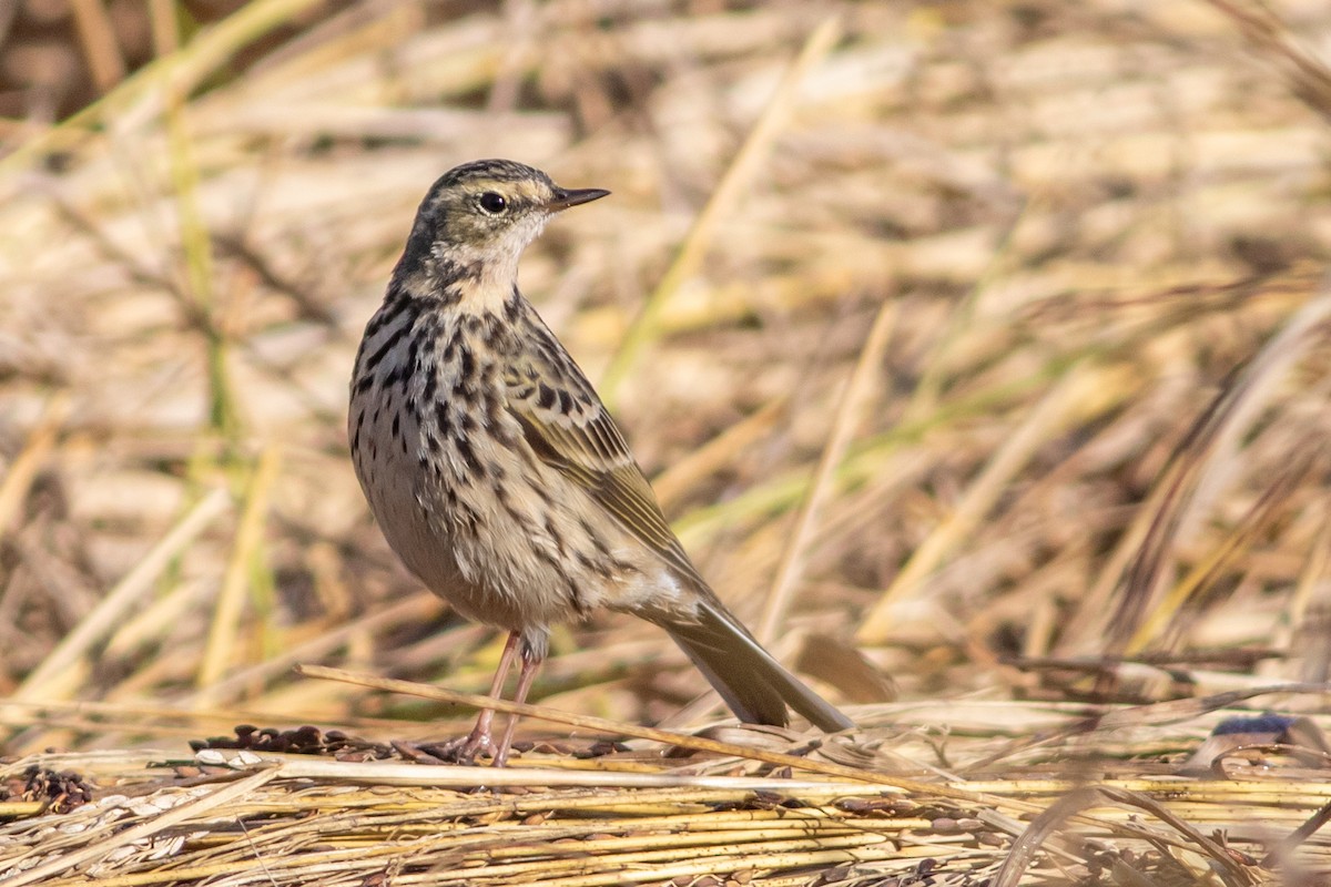 Rosy Pipit - ML647023147