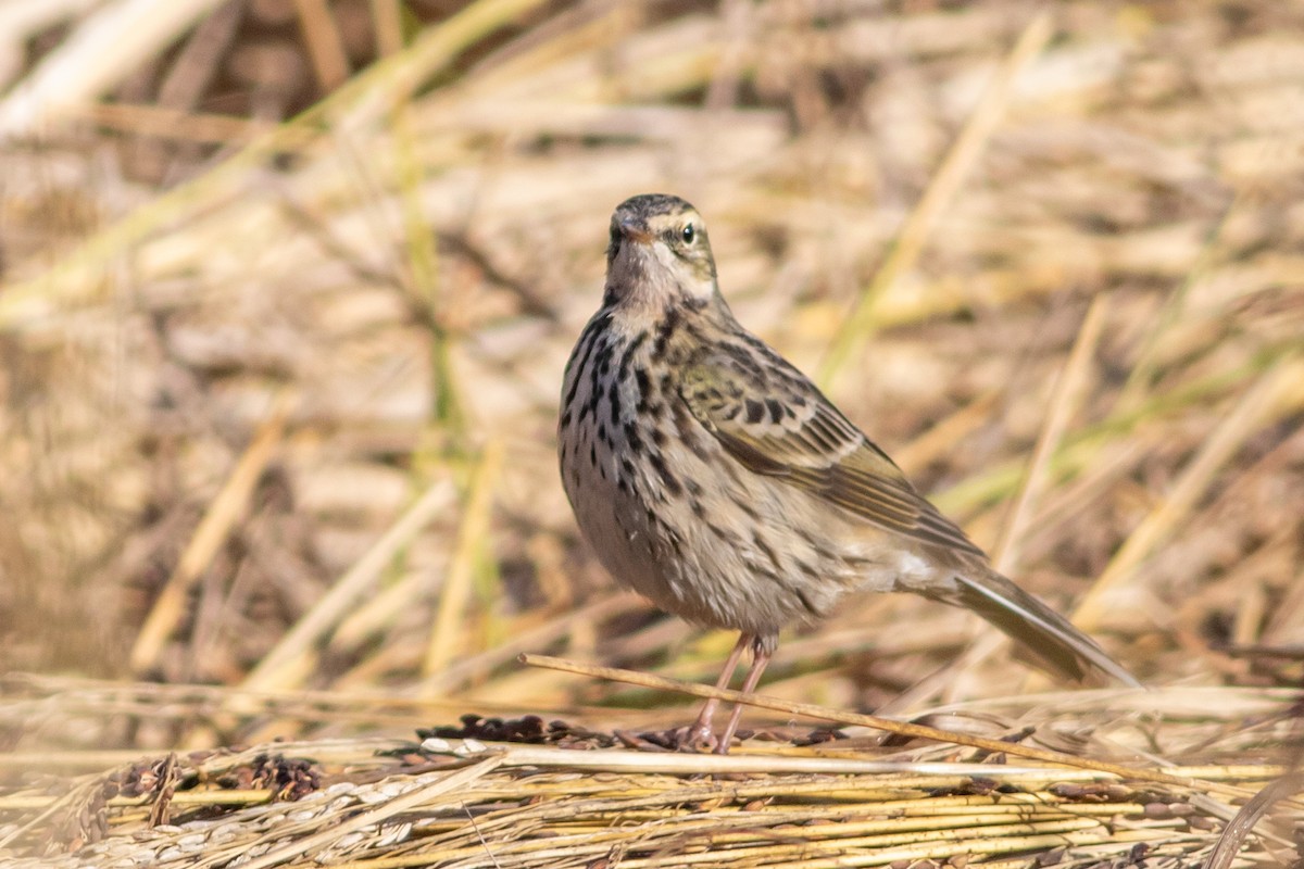 Rosy Pipit - ML647023148