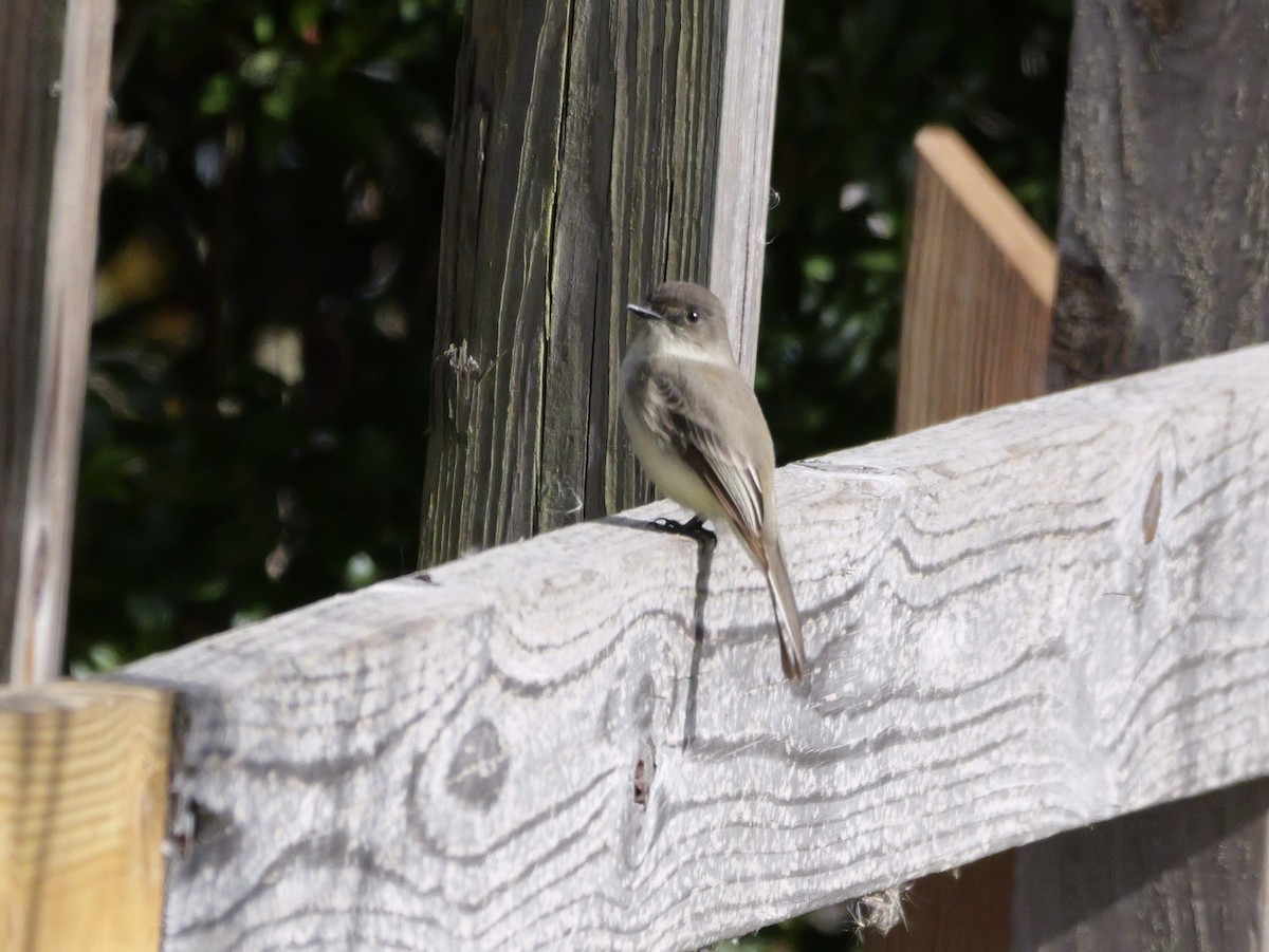 Mosquero Fibí - ML647023151