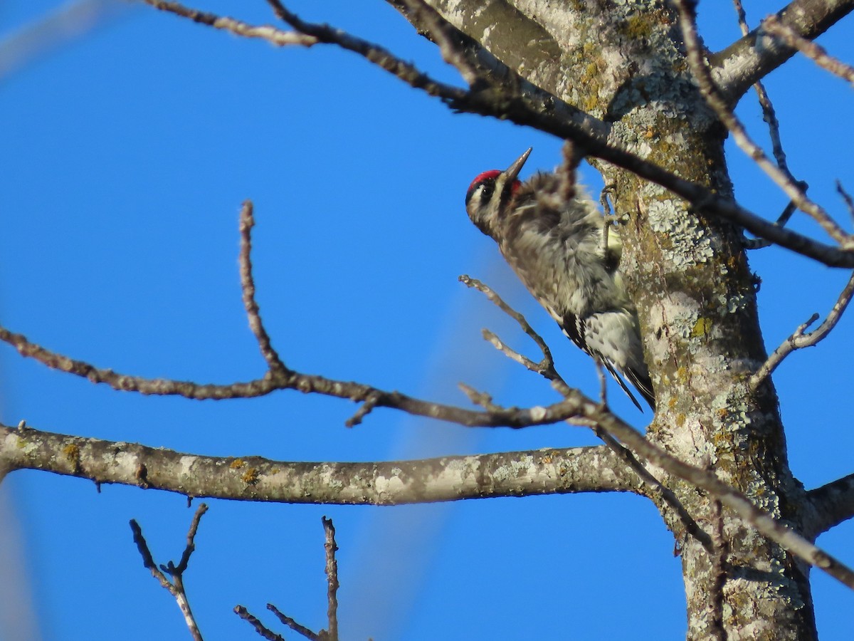 Yellow-bellied Sapsucker - ML647023153