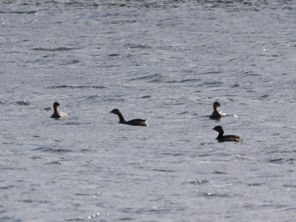 Bindentaucher - ML647023182