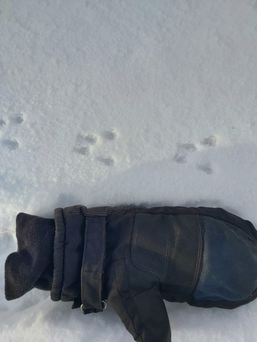 Mammals - ML647023184