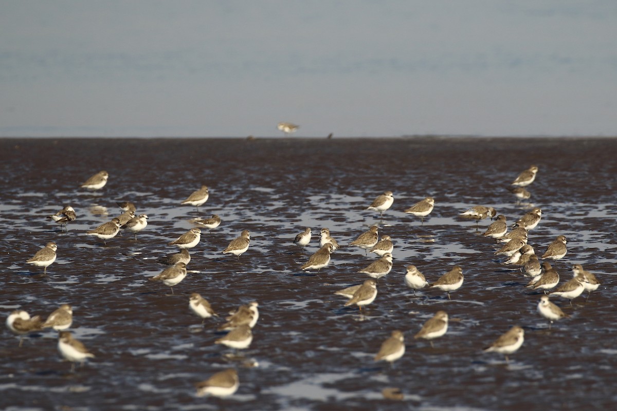 Tibet Cılıbıtı - ML647023186