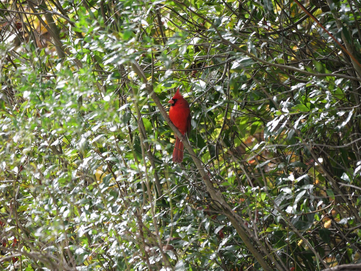 Rotkardinal [cardinalis-Gruppe] - ML647023192