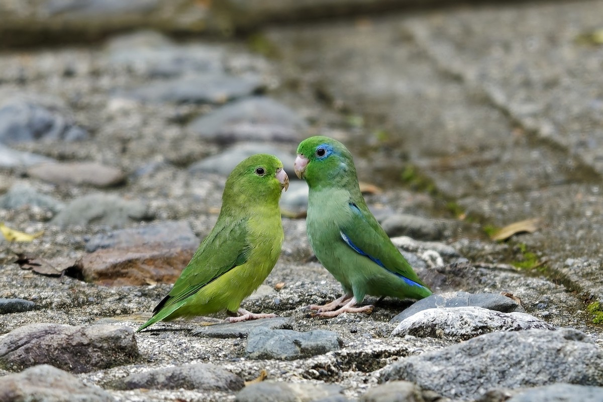 Spectacled Parrotlet - ML647023194