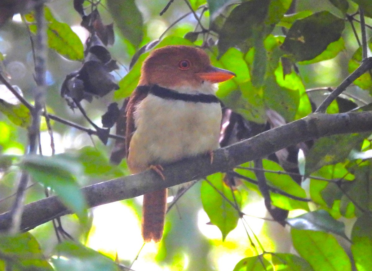 Ошейниковая пуховка - ML647023198