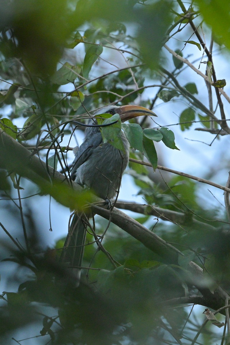 Malabar Gray Hornbill - ML647023200