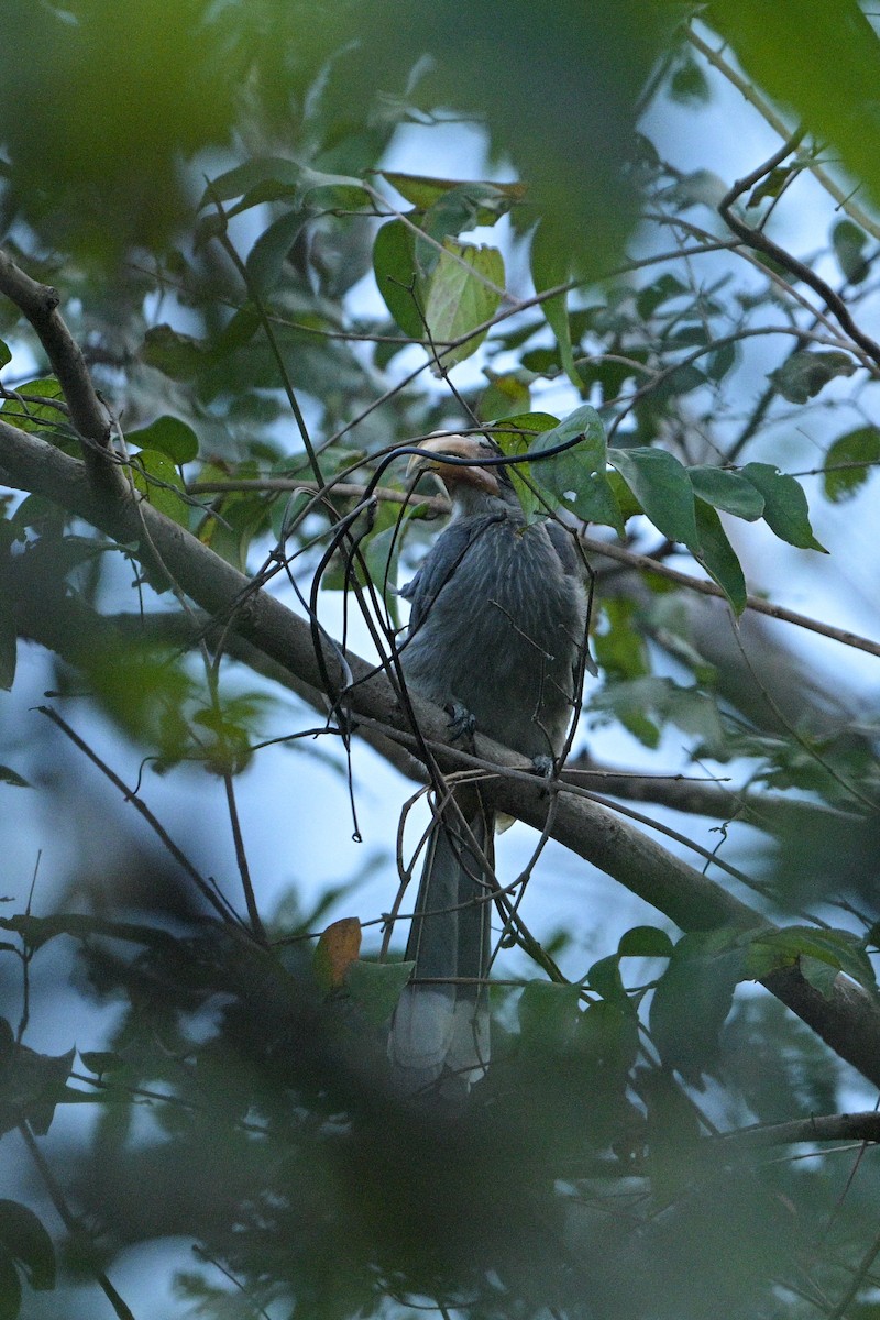 Malabar Gray Hornbill - ML647023201