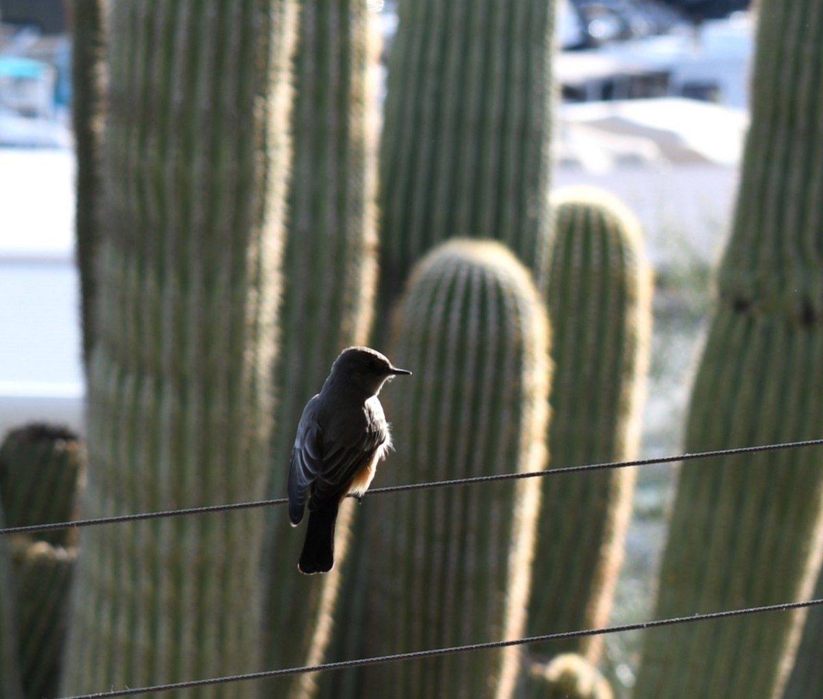 Say's Phoebe - ML647023202