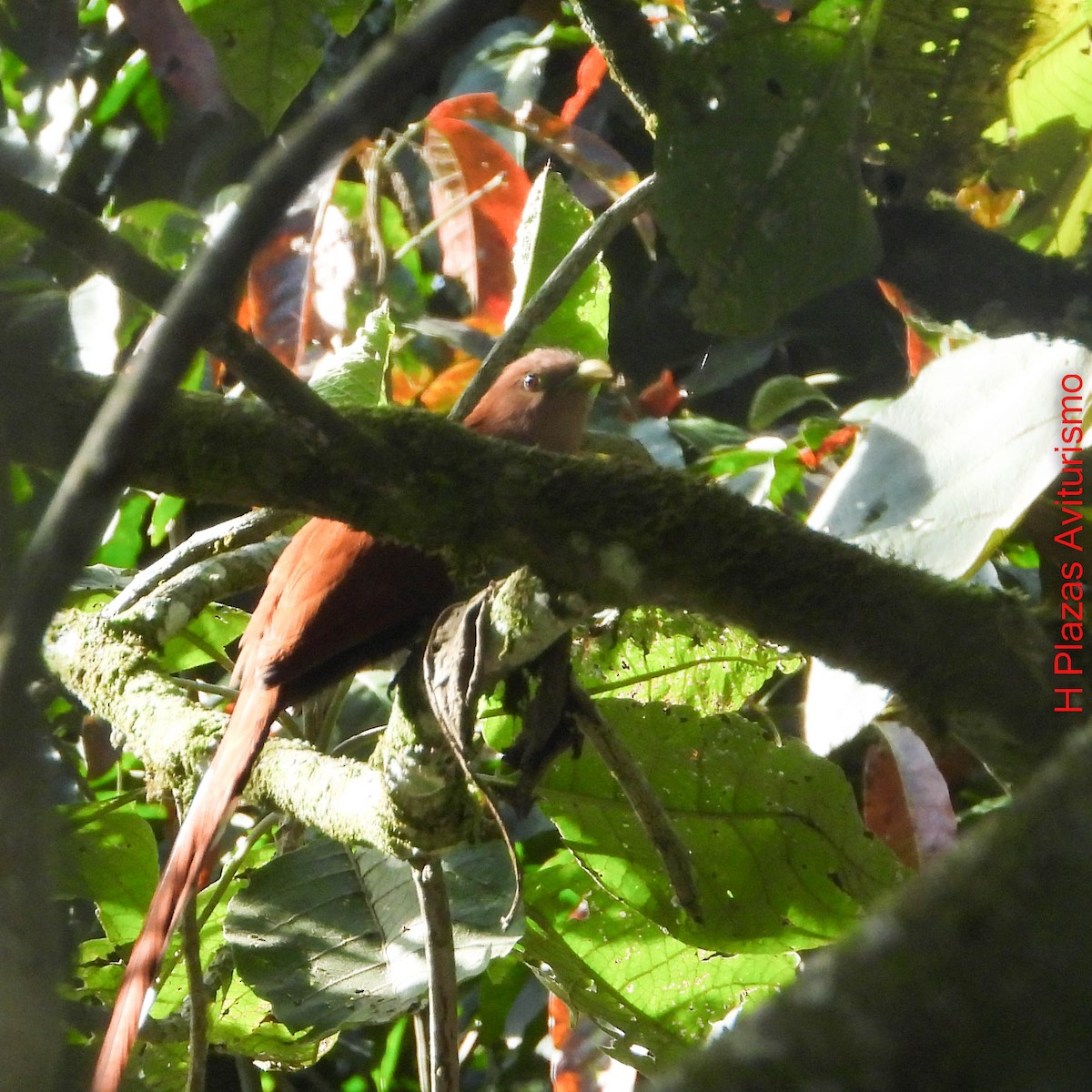 kukačka veverčí - ML647023205