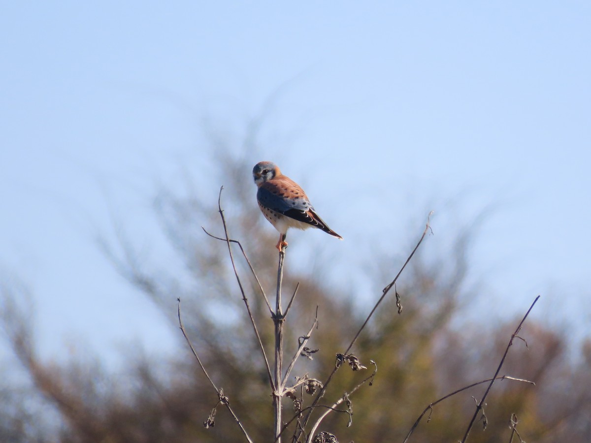 American Kestrel - ML647023206