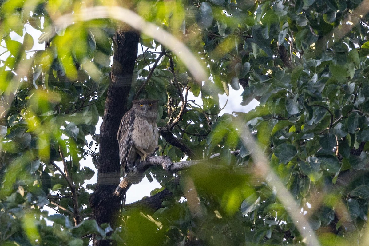 ketupa rybí - ML647023208