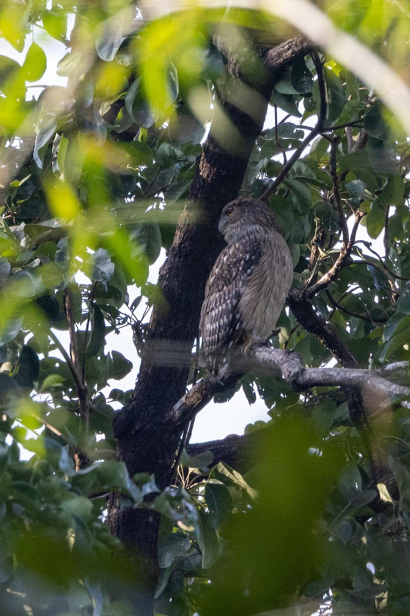 ketupa rybí - ML647023209