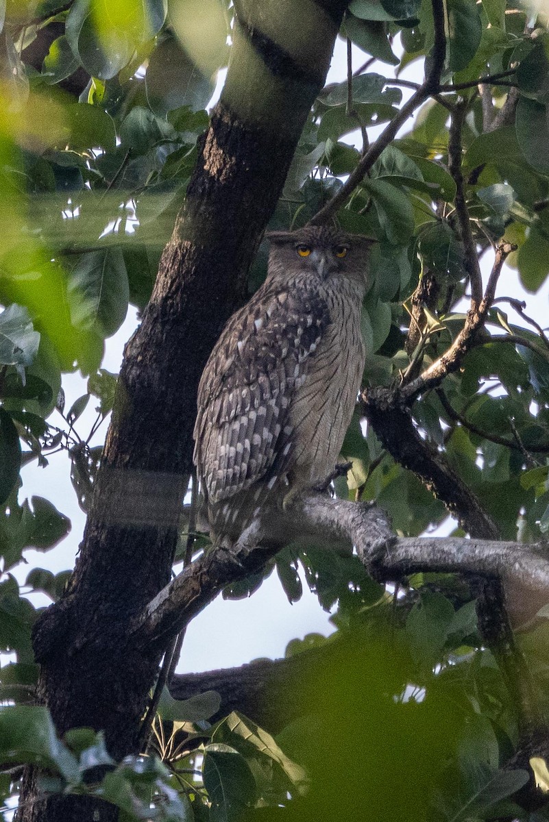 ketupa rybí - ML647023210