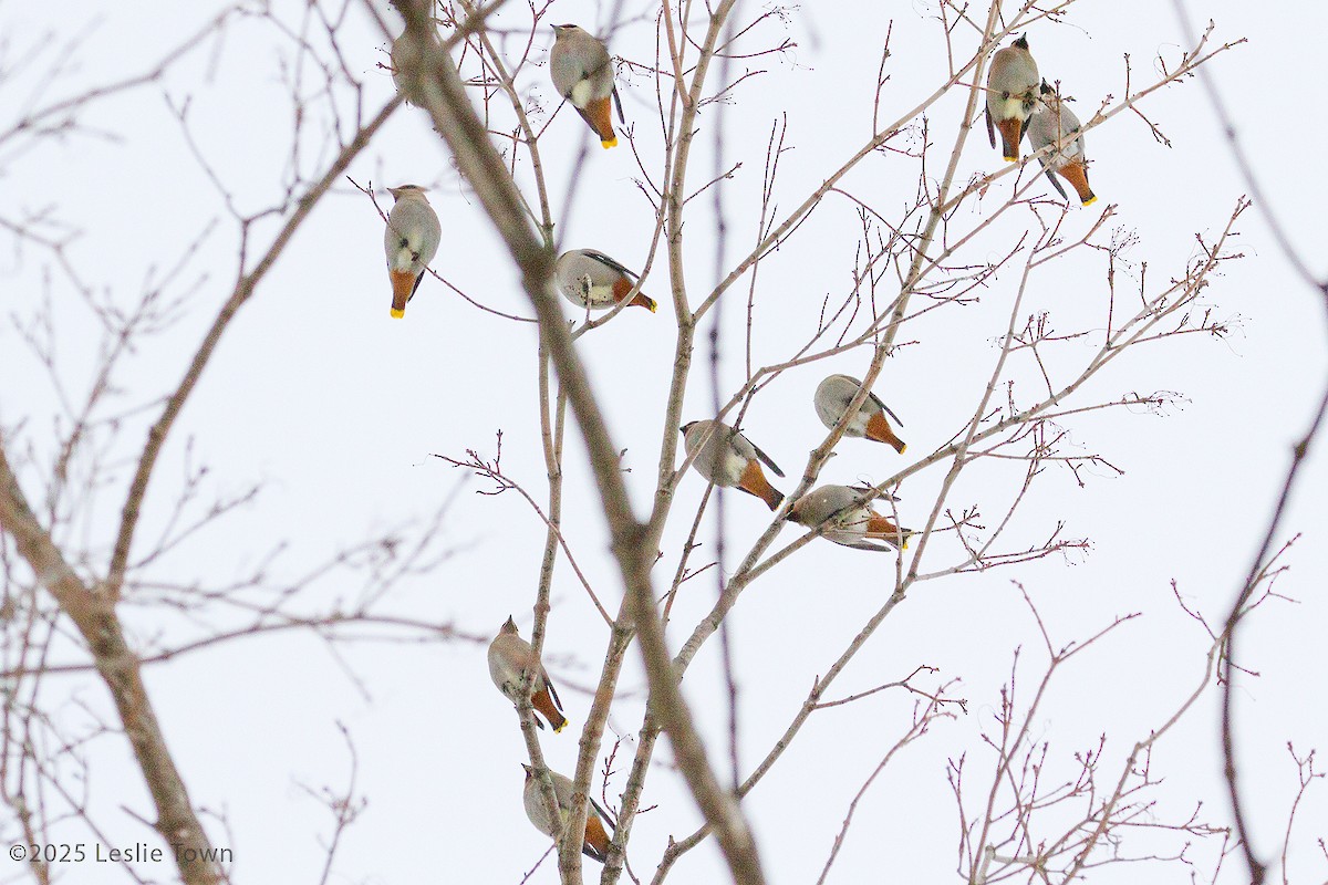 黃連雀 - ML647023217