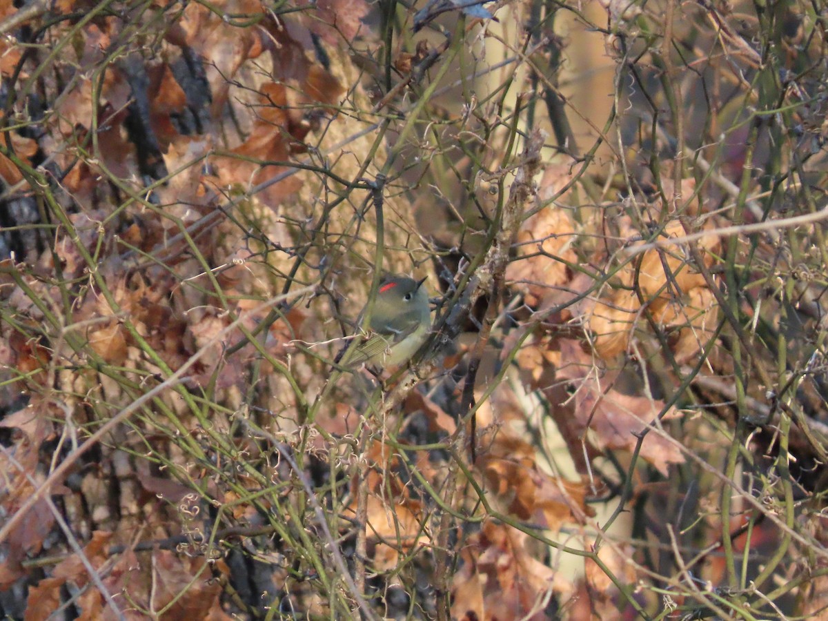 Ruby-crowned Kinglet - ML647023219