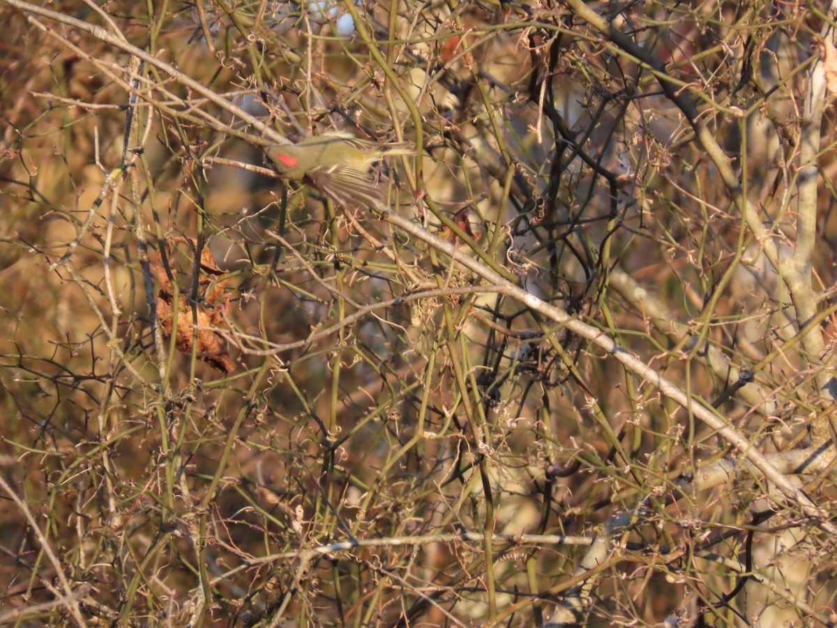 Ruby-crowned Kinglet - ML647023220