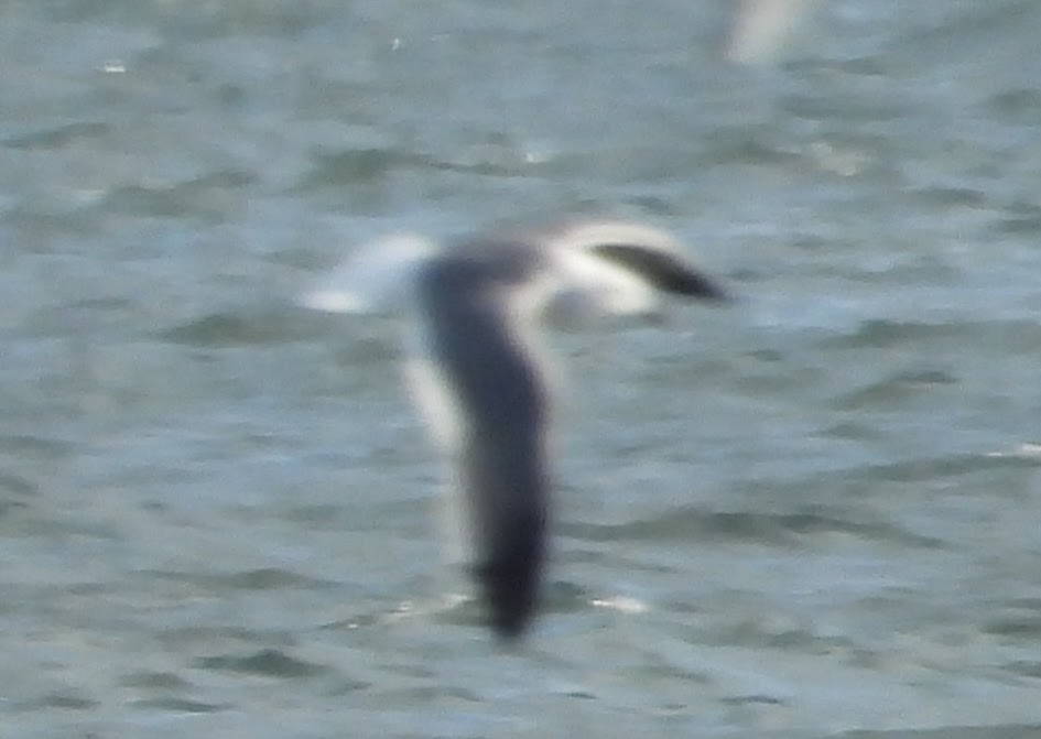 Ацтекская чайка - ML647023222