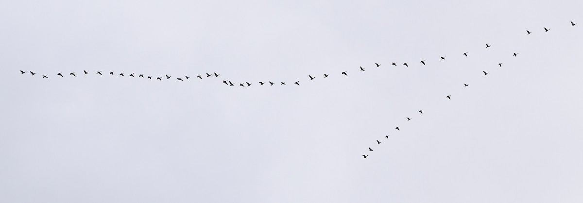 Barnacla Canadiense Grande - ML647023230