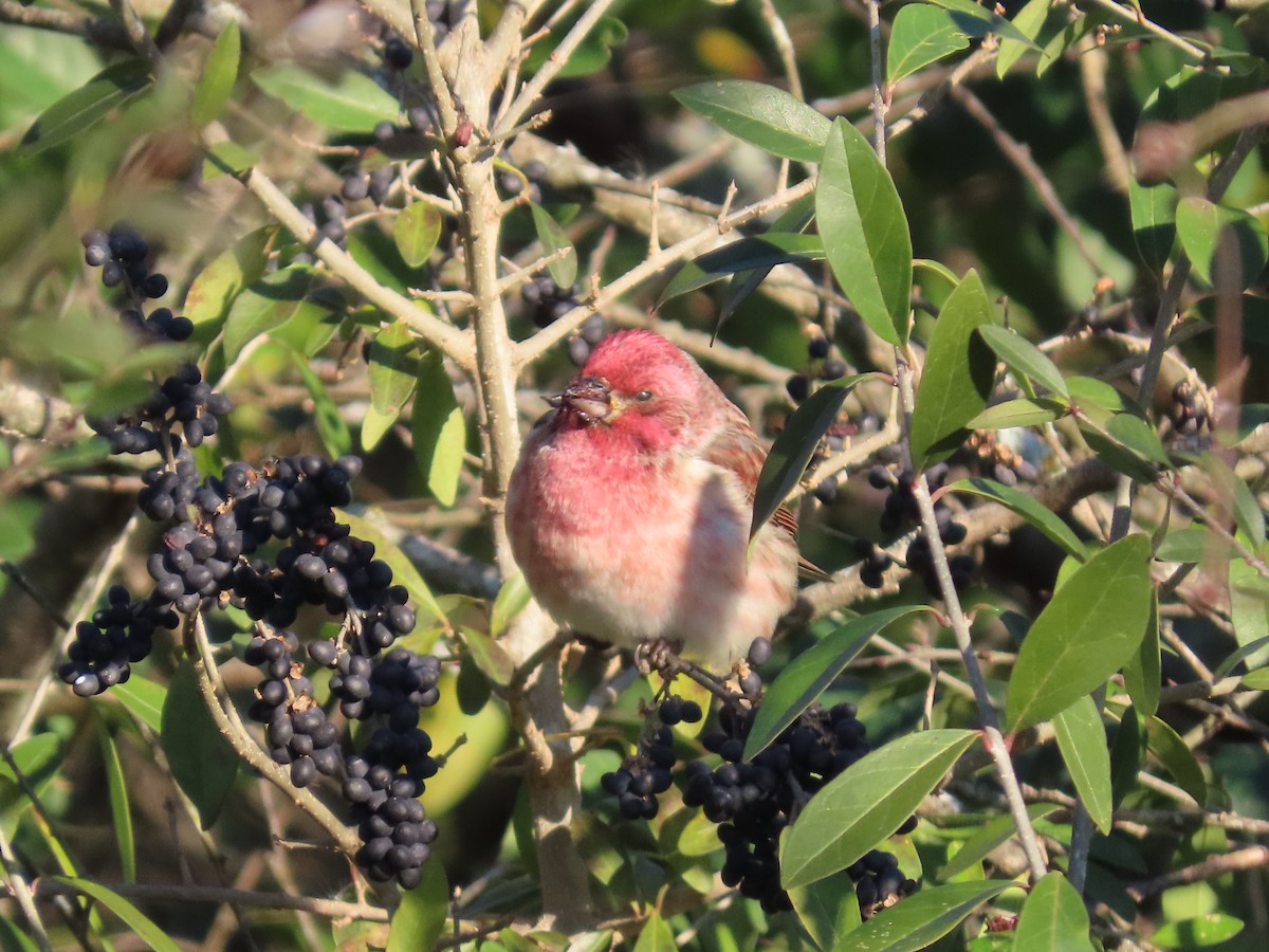 Purple Finch - ML647023232