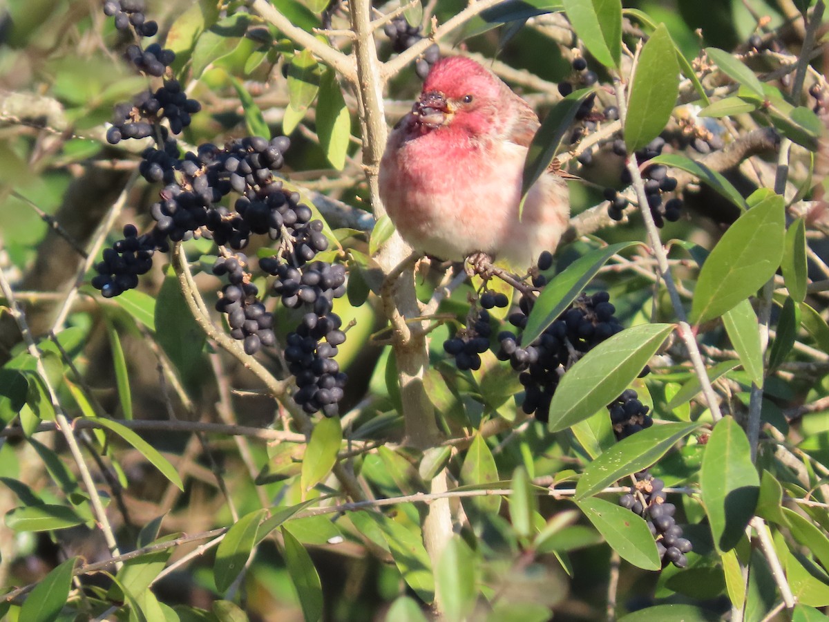 Purple Finch - ML647023233