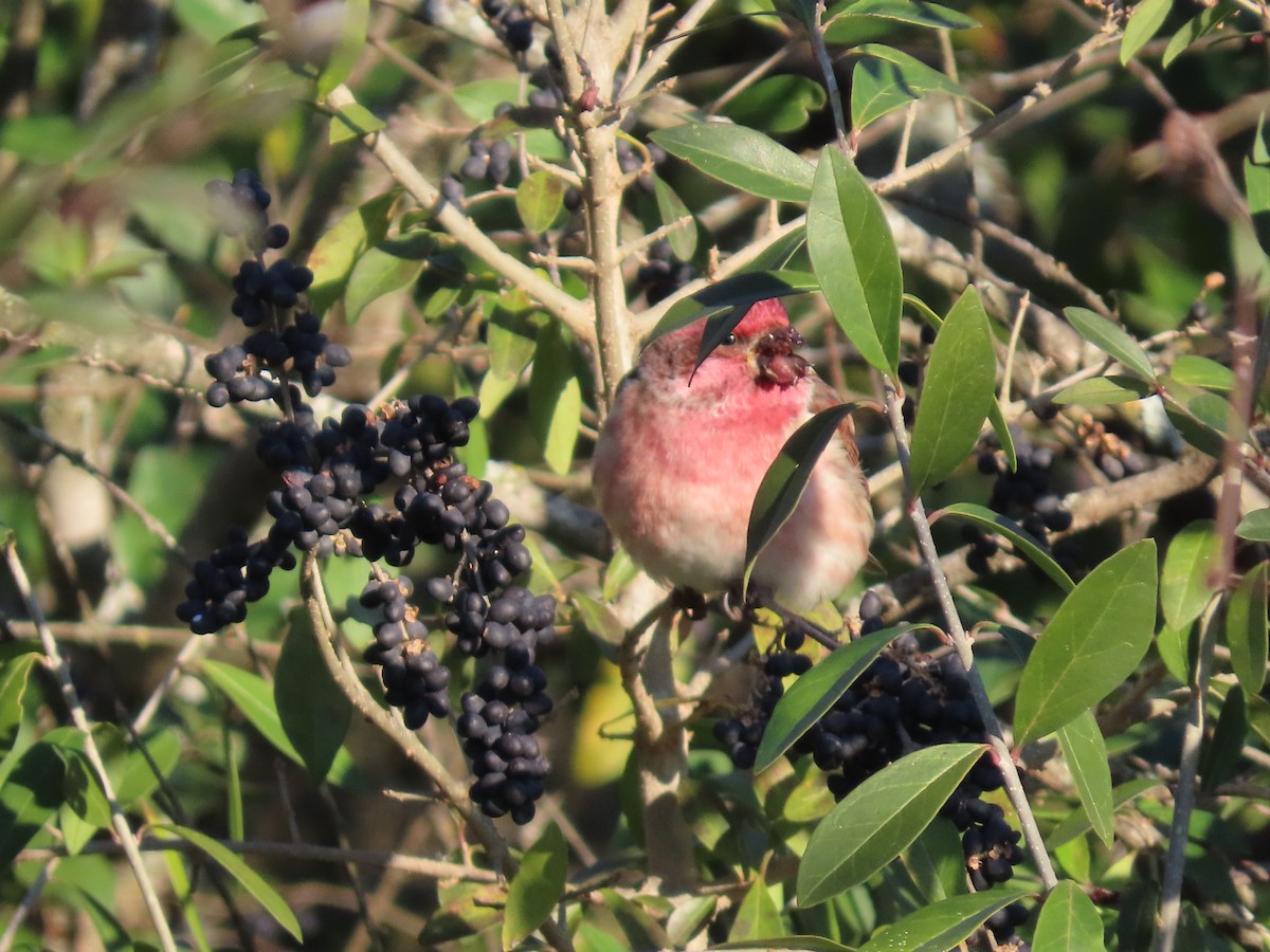 Purple Finch - ML647023234