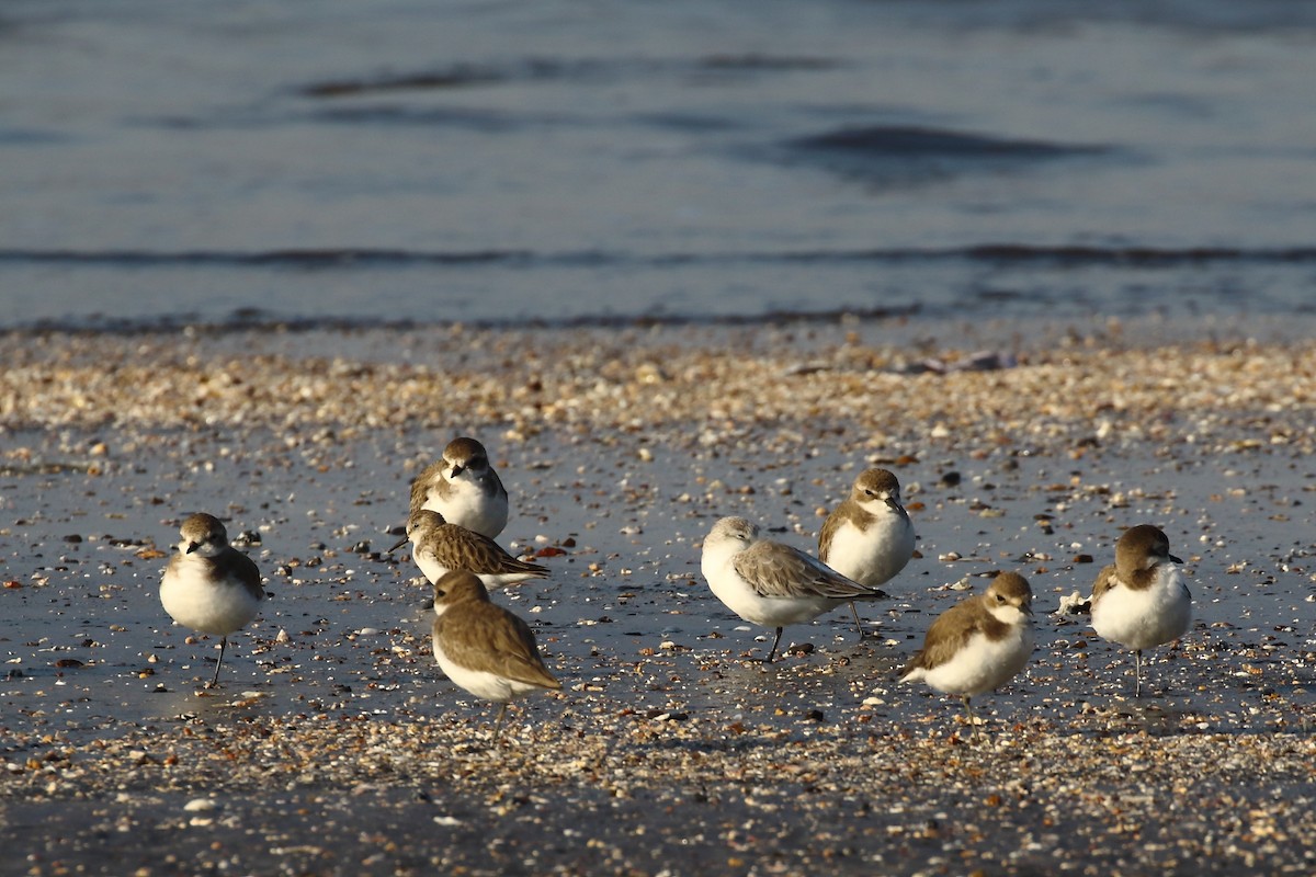 Песчанка - ML647023239