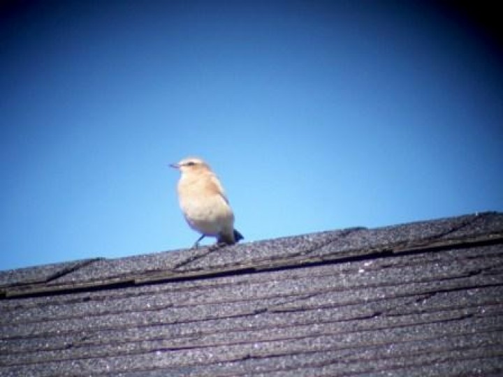 Northern Wheatear - ML647023240