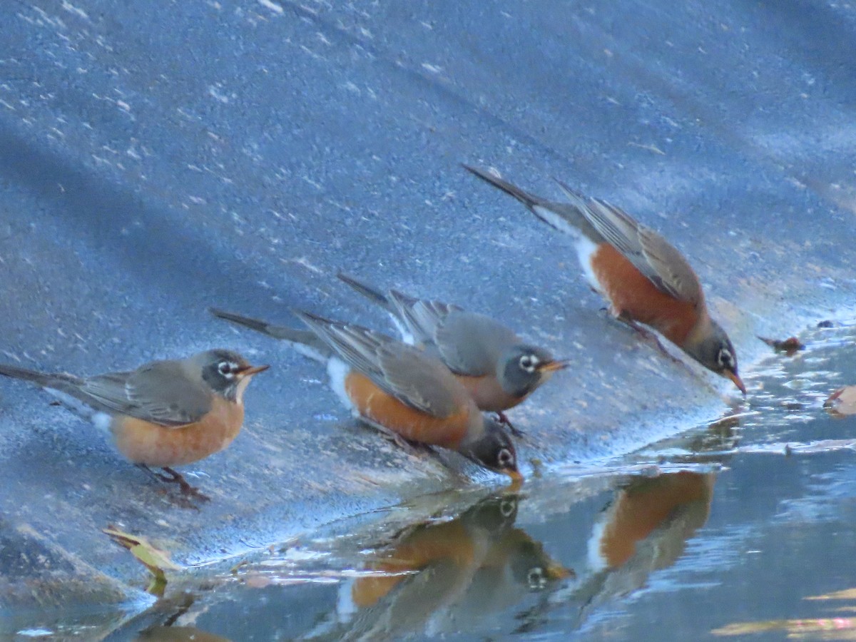 American Robin - ML647023241