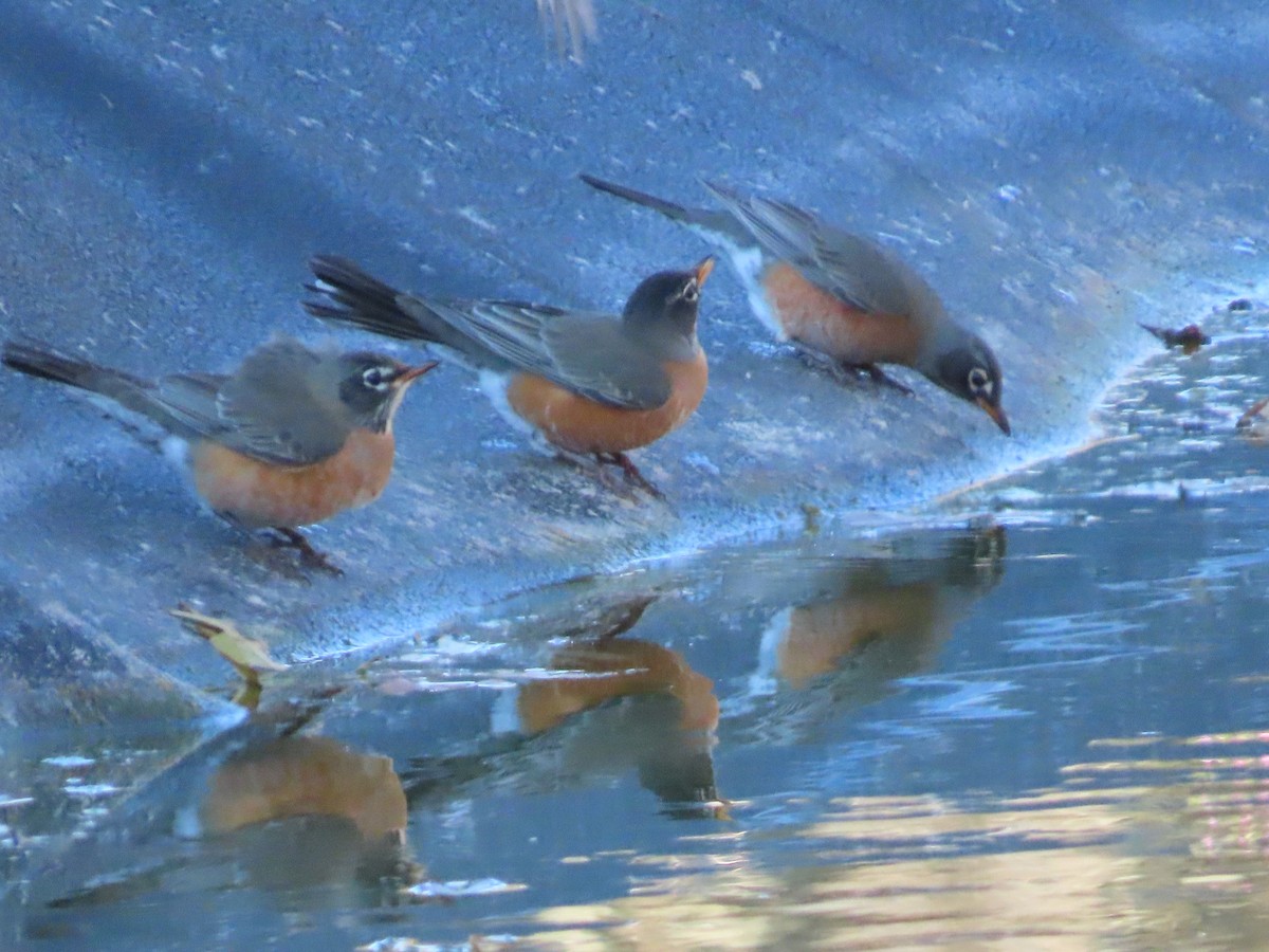 American Robin - ML647023242