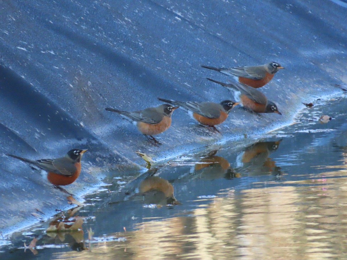 American Robin - ML647023243