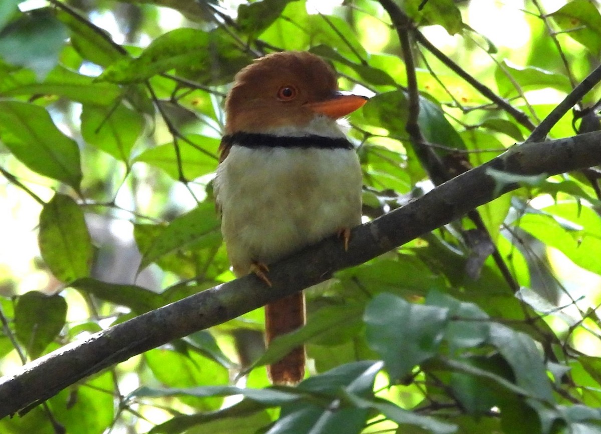 Ошейниковая пуховка - ML647023251