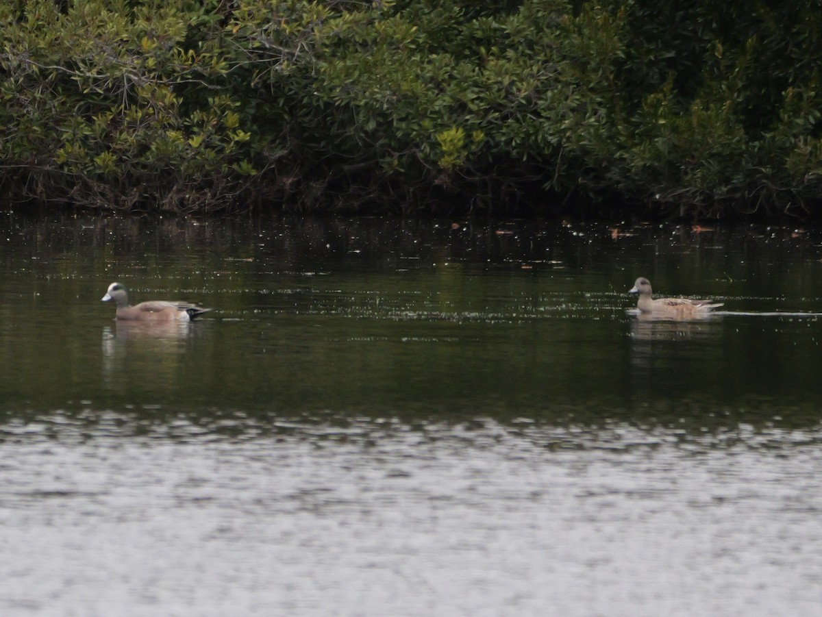 Свищ американський - ML647023268