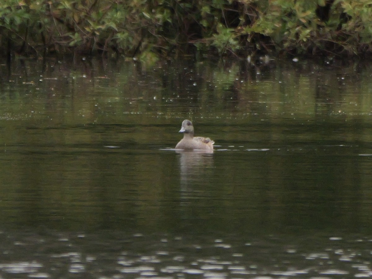 Свищ американський - ML647023290