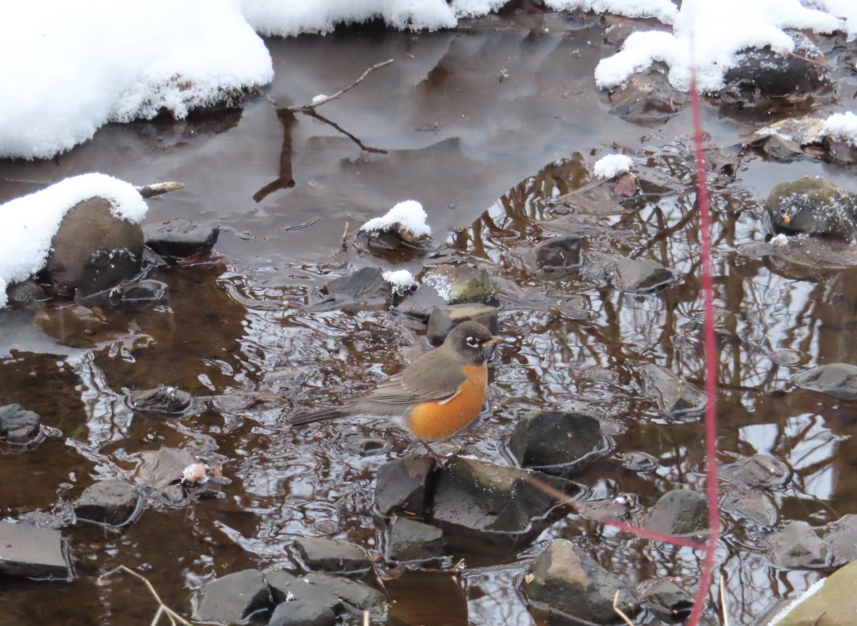 American Robin - ML647023291