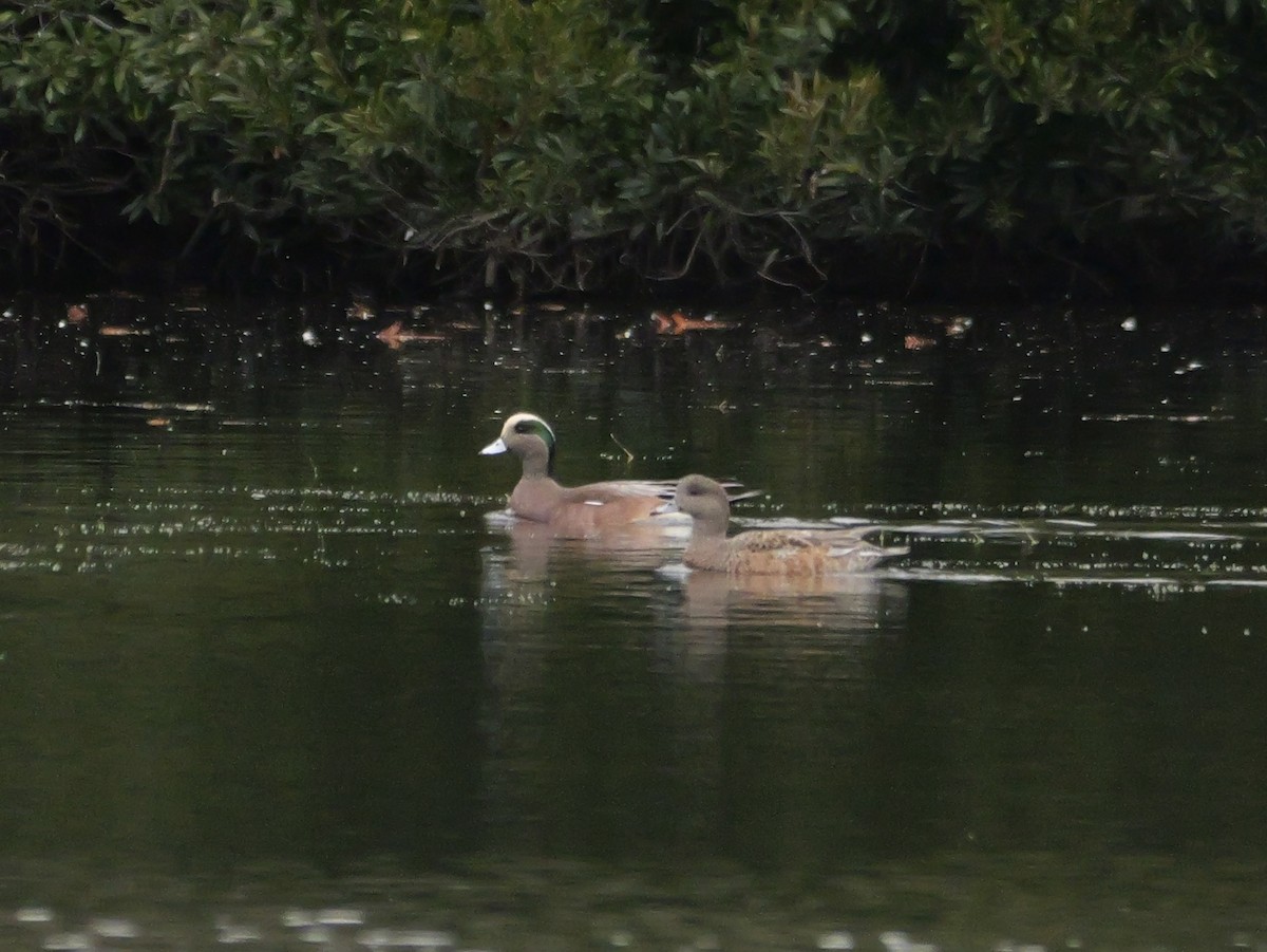 Свищ американський - ML647023292