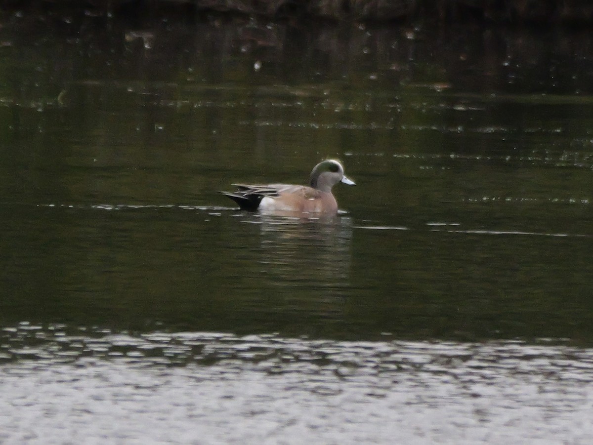 Свищ американський - ML647023293