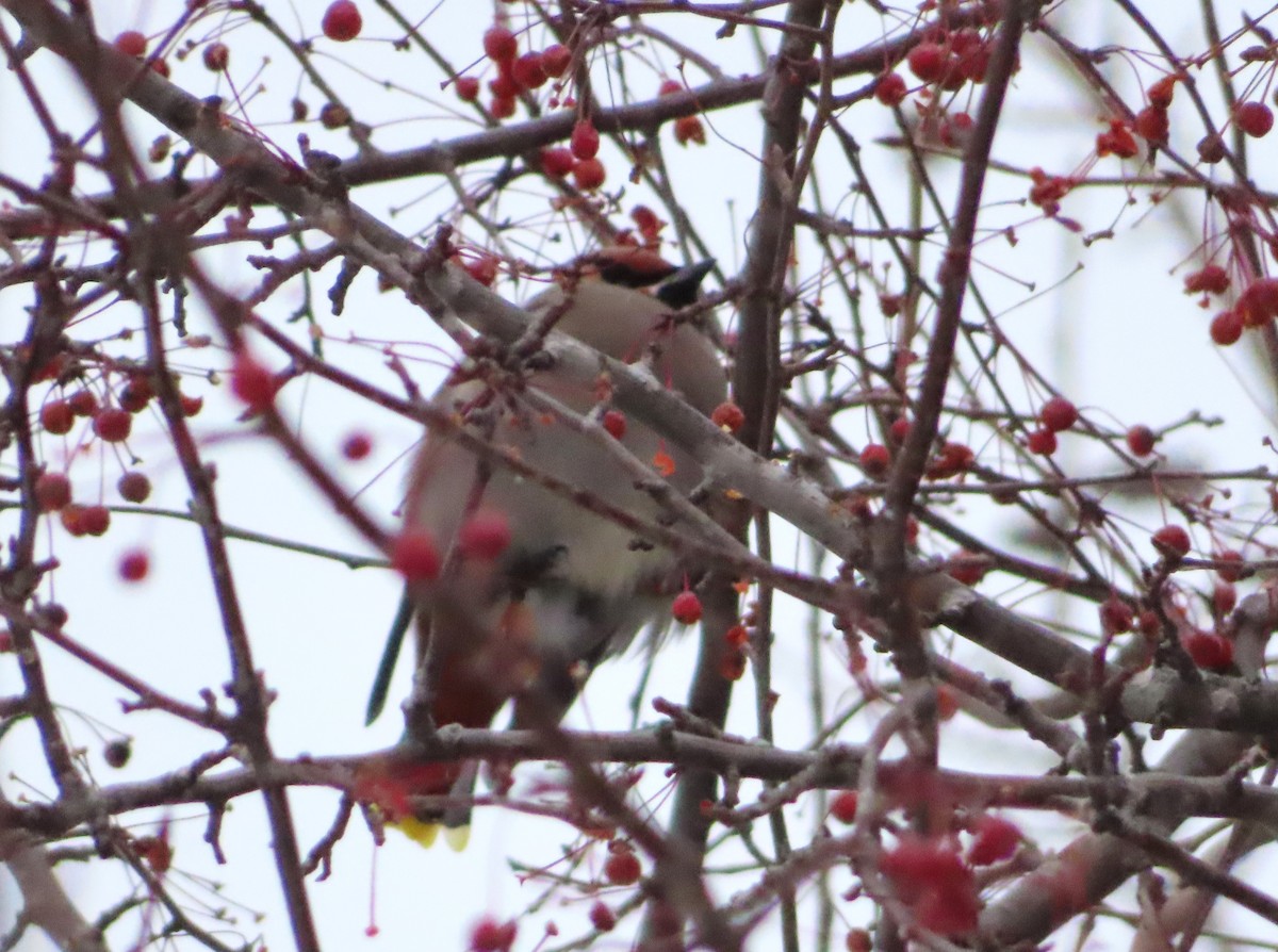 黃連雀 - ML647023297