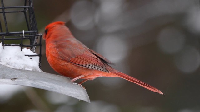 kardinál červený - ML647023298