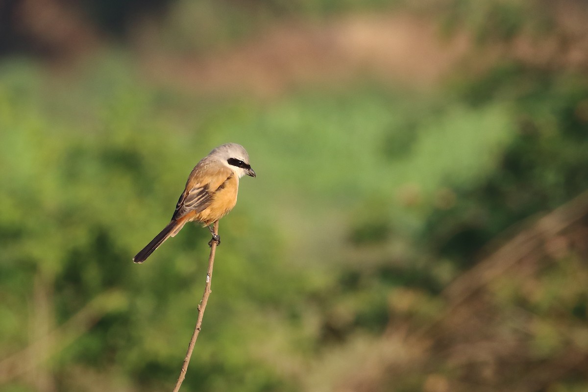 Uzun Kuyruklu Örümcekkuşu - ML647023303