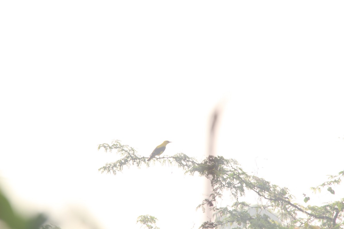 Вивільга індійська - ML647023305