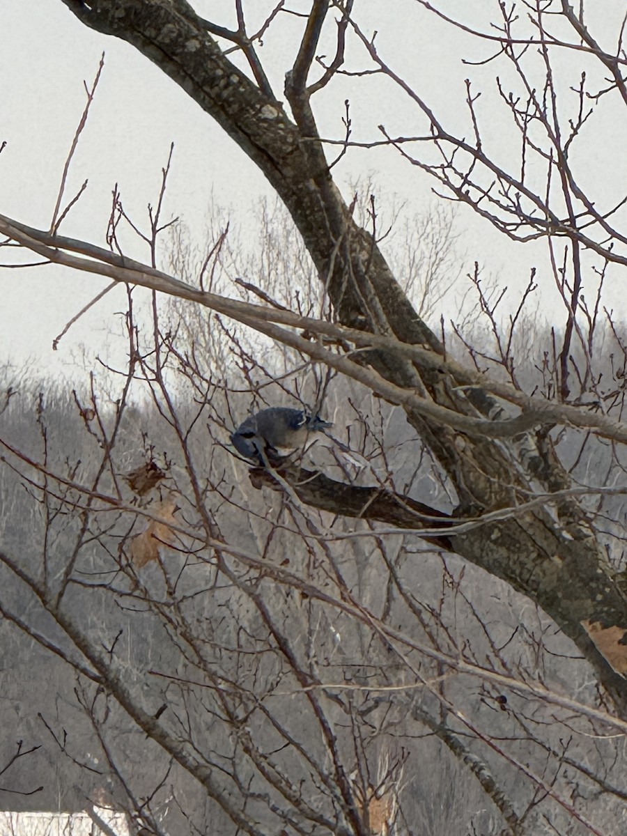 Blue Jay - ML647023306