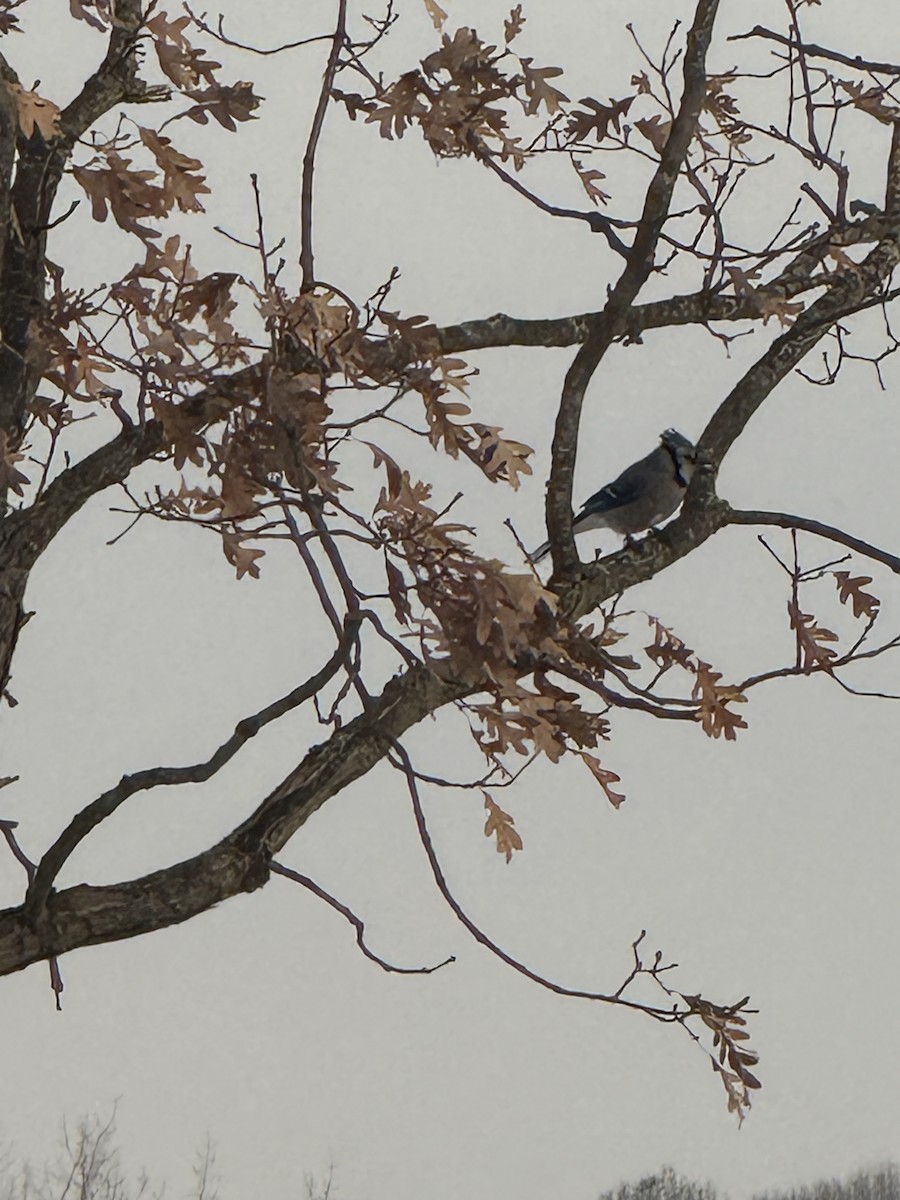 Blue Jay - ML647023307