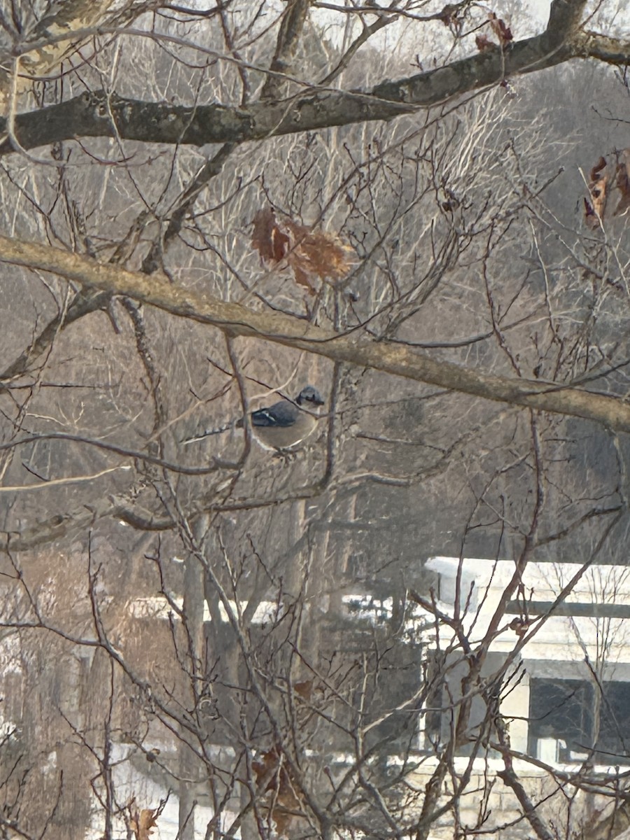 Blue Jay - ML647023308