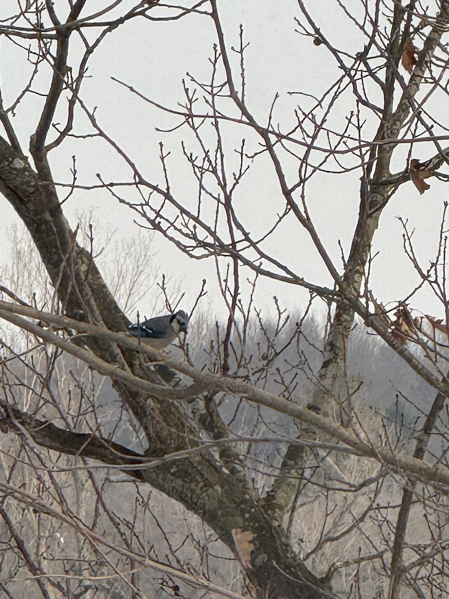 Blue Jay - ML647023309