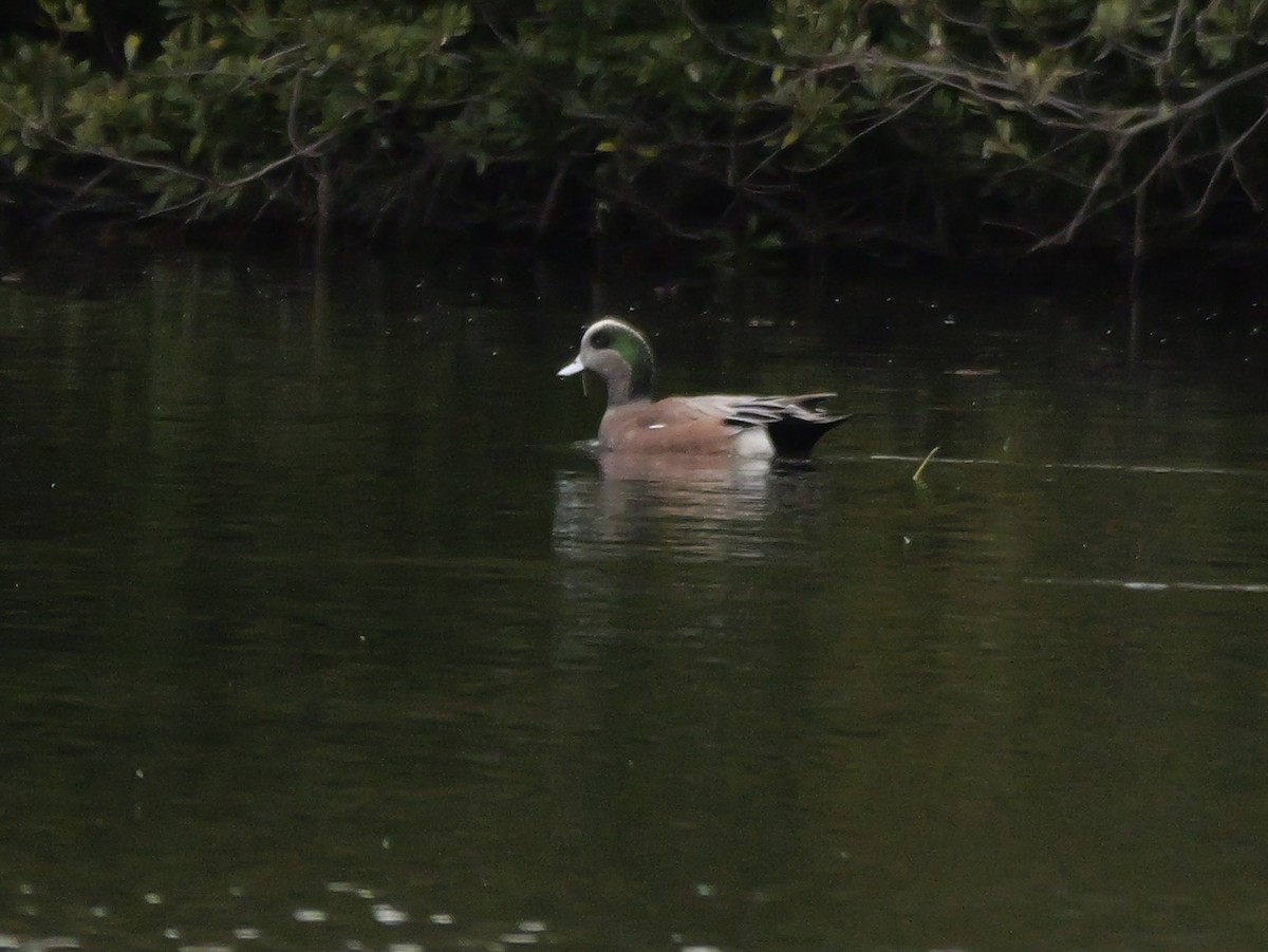 Свищ американський - ML647023313